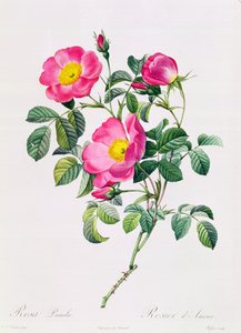 Rosa Lumila door Pierre Joseph Redouté